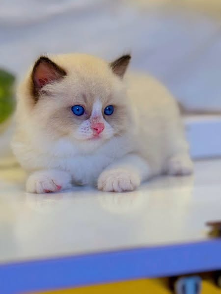 Ragdoll
