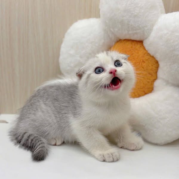 Scottish Fold