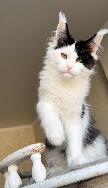 Maine Coon