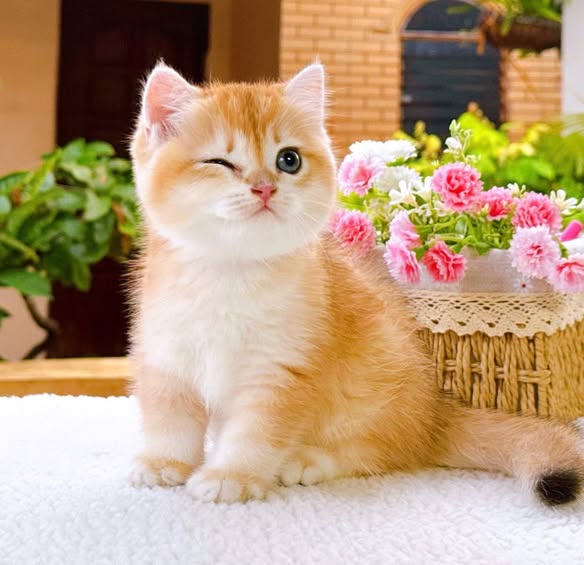 British Shorthair