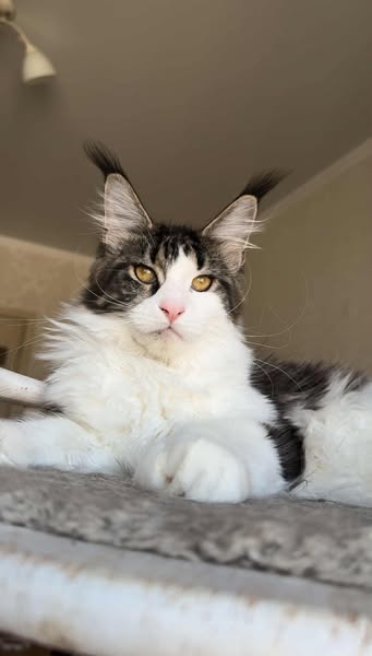Maine Coon