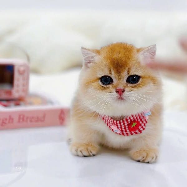 Munchkin Fold