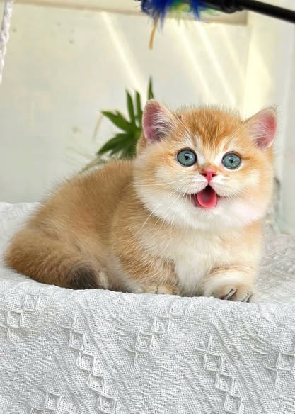 Munchkin