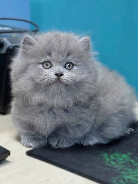 Munchkin Longhair