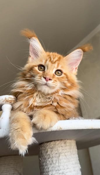 Maine Coon