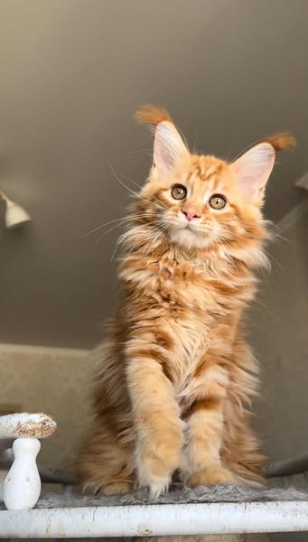Maine Coon