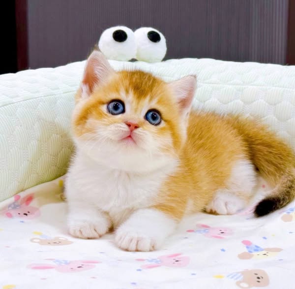Munchkin