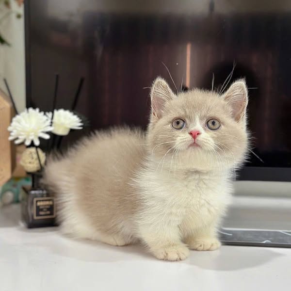 Munchkin