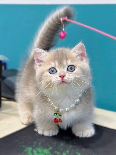 Munchkin