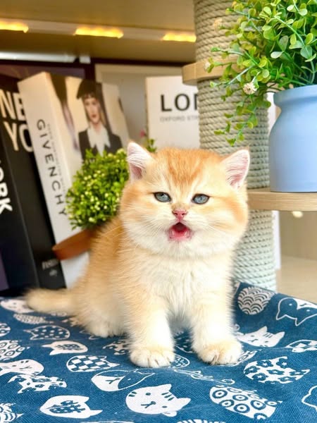 British Shorthair