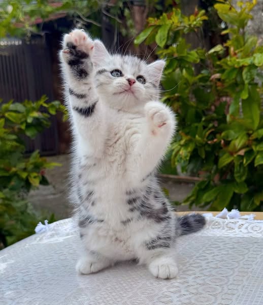 British Shorthair
