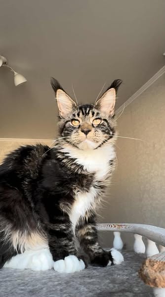 Maine Coon