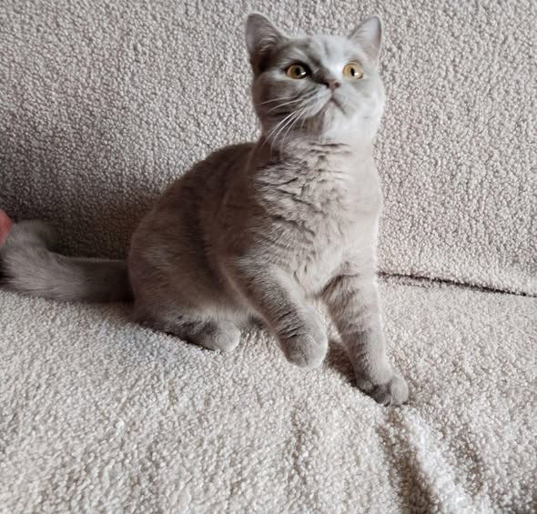 British Shorthair