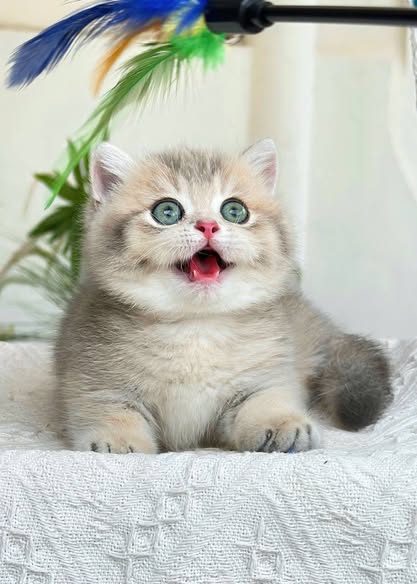 Munchkin