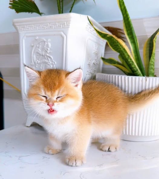 British Shorthair