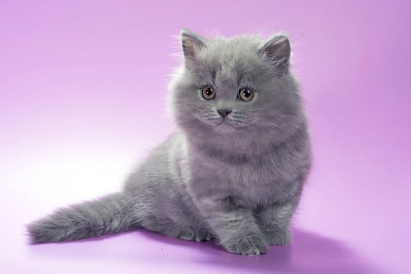 British Longhair