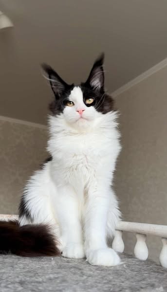 Maine Coon