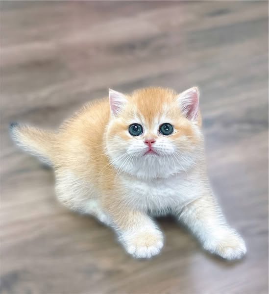 British Shorthair