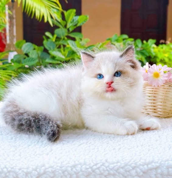 Ragdoll