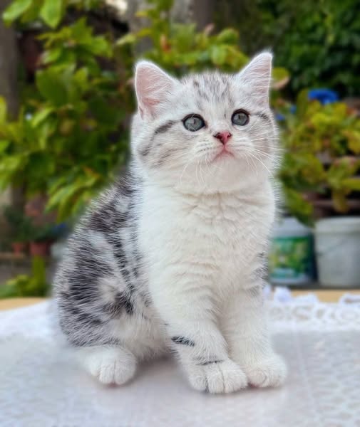 British Shorthair