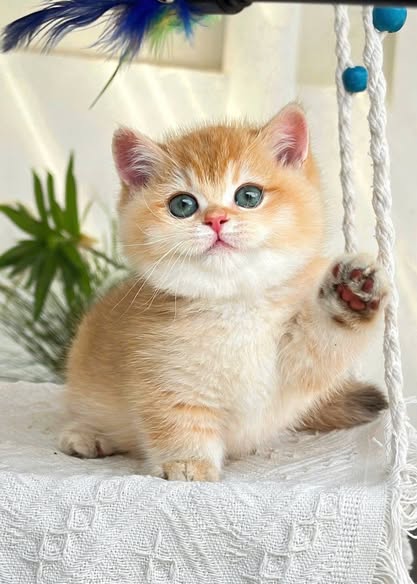 Munchkin