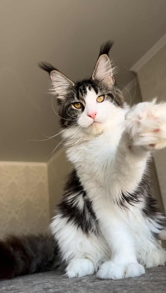 Maine Coon