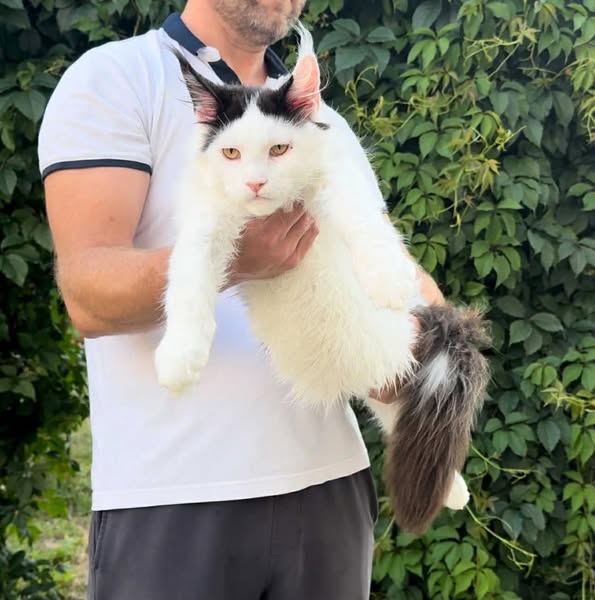 Maine Coon