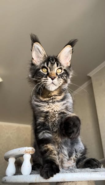 Maine Coon