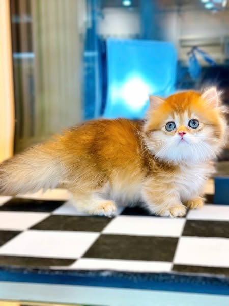 Munchkin Longhair