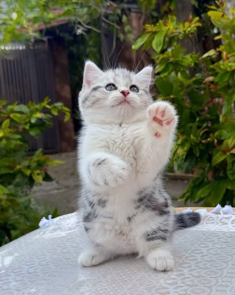 British Shorthair