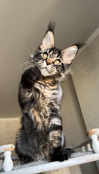 Maine Coon