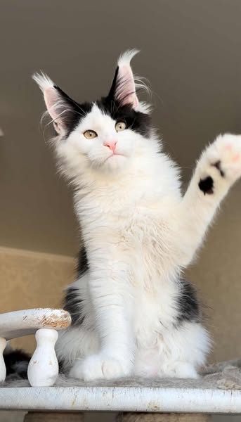 Maine Coon