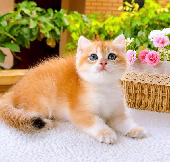 British Shorthair