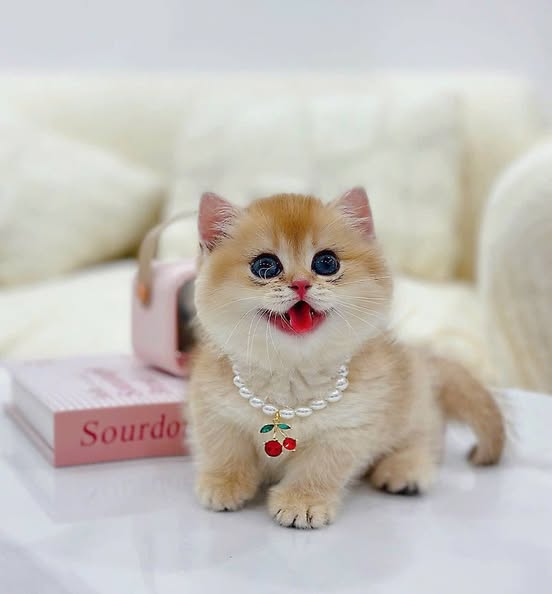 Munchkin