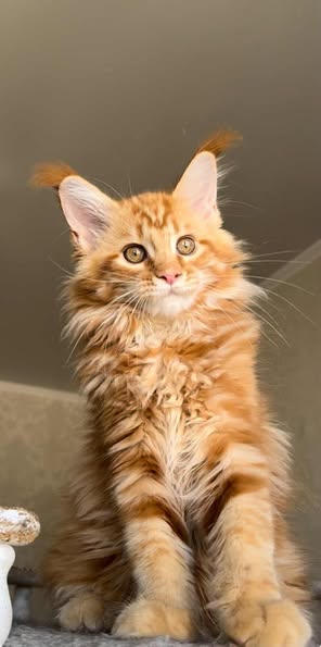 Maine Coon