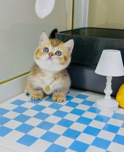 Munchkin