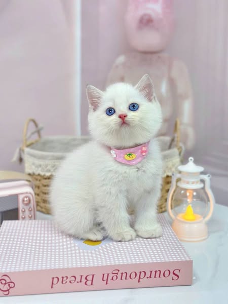 British Shorthair