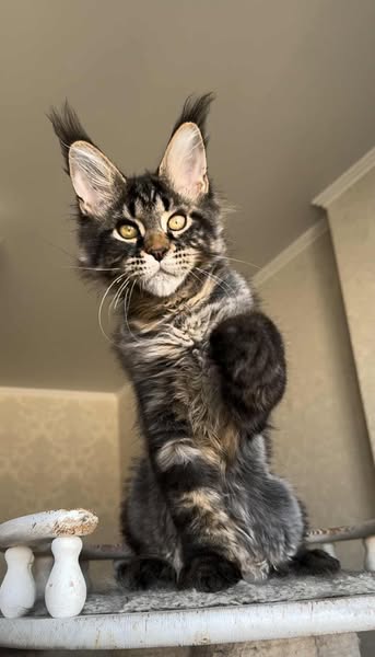 Maine Coon