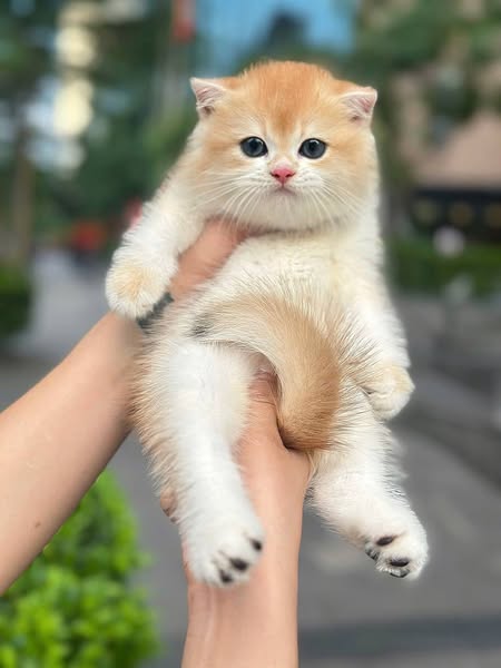 British Shorthair