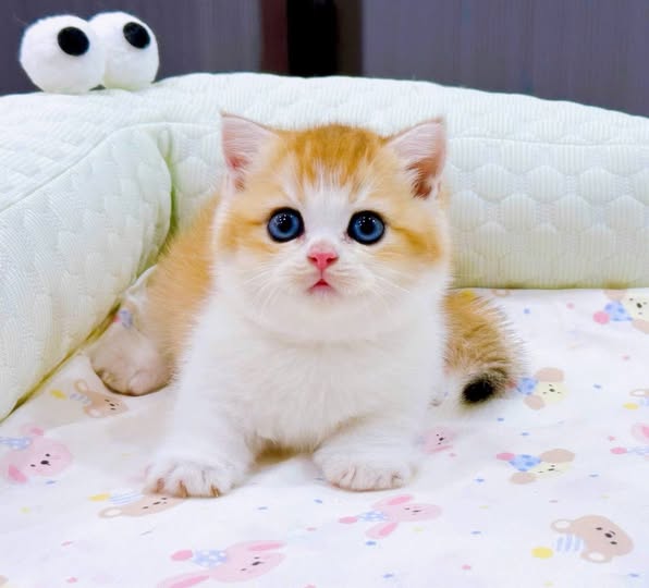 Munchkin