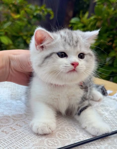 British Shorthair