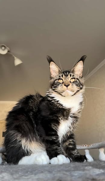 Maine Coon