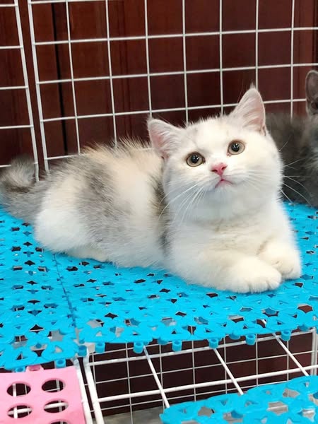 Munchkin