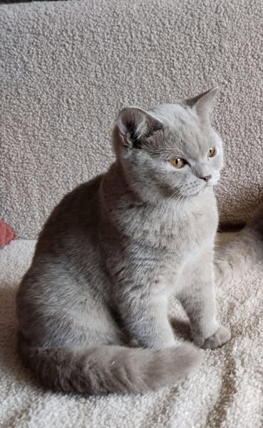 British Shorthair