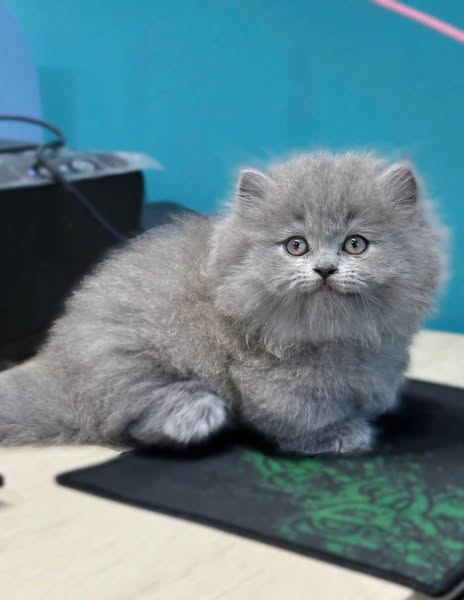 Munchkin Longhair