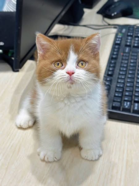 British Shorthair