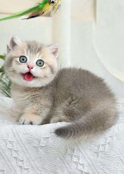Munchkin