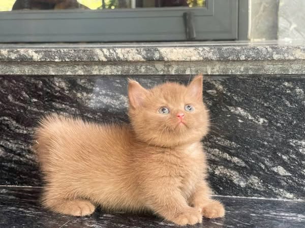 Munchkin