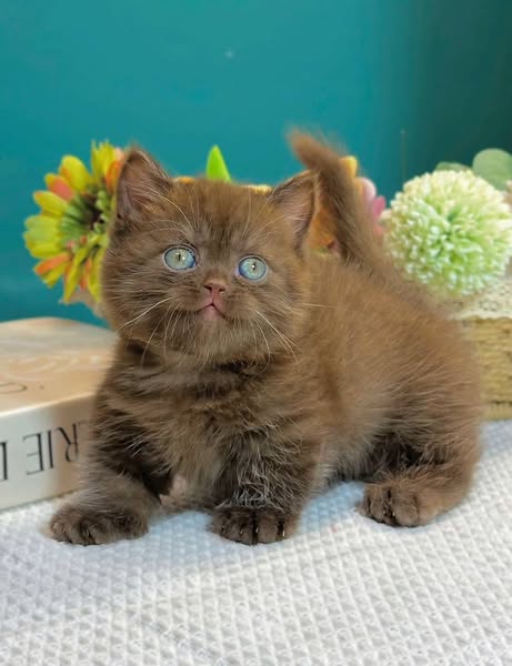 Munchkin
