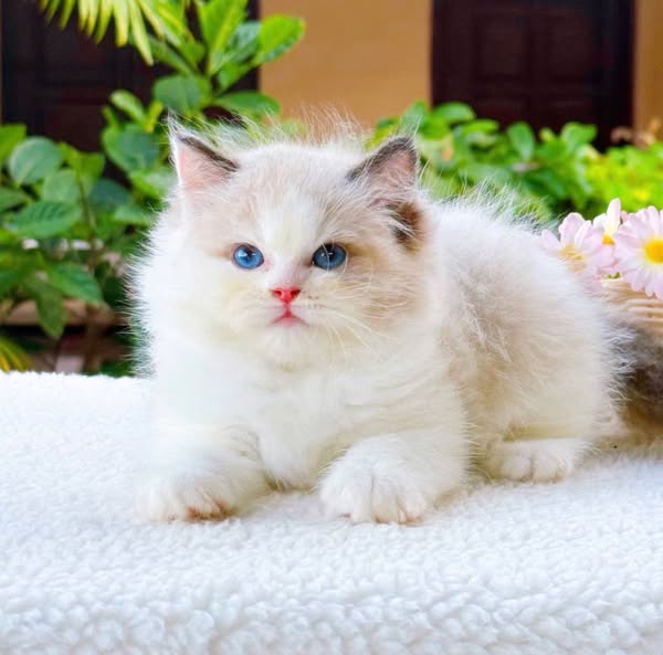 Ragdoll